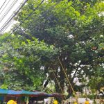 Sinergi Pemda Merangin dan PLN Bersihkan Kota Bangko, Jaga Lingkungan Sekaligus Keandalan Listrik