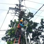 Strategi Preventif PLN Amankan Jaringan Listrik dari Potensi Gangguan Satwa di Bengkulu