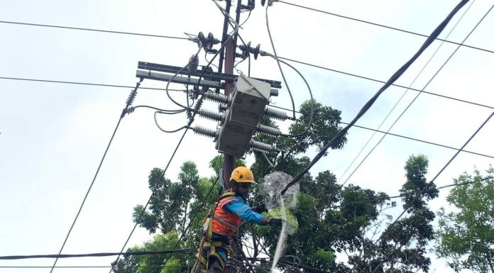 Strategi Preventif PLN Amankan Jaringan Listrik dari Potensi Gangguan Satwa di Bengkulu