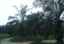 PT. Mega Sawindo Perkasa Tanam Sawit Pada Daerah Aliran Sungai