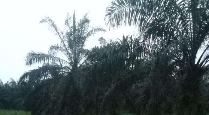 PT. Mega Sawindo Perkasa Tanam Sawit Pada Daerah Aliran Sungai