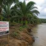 Tanam Pohon Sawit Pada DAS, PT Mega Sawindo Perkasa Terancam Pidana