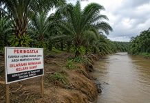 Tanam Pohon Sawit Pada DAS, PT Mega Sawindo Perkasa Terancam Pidana