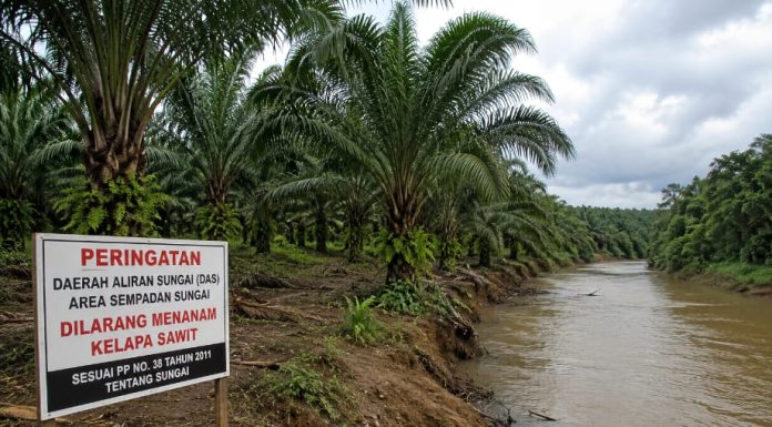Tanam Pohon Sawit Pada DAS, PT Mega Sawindo Perkasa Terancam Pidana